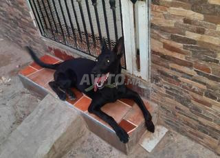 Malinois noir femelle