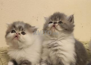 قطط فرسنية نقية