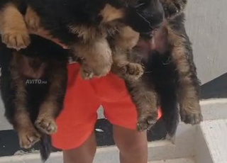 Chien berger allemand