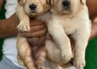 Chien Golden Retriever