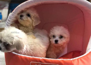 Bichon maltais chien