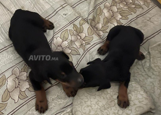 Doberman à négocier