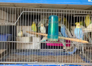 Oiseau piruch (perruche)