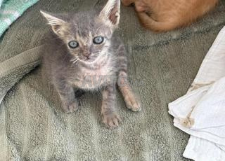 تبرع بقطط صغيرة