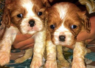 Cavalier King Charles chien