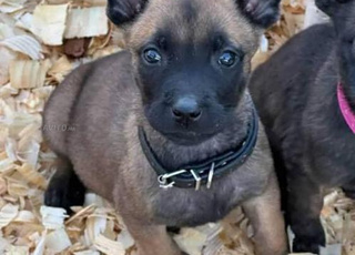 Malinois charbonner pedigree chien
