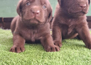 Chien labrador chocolat