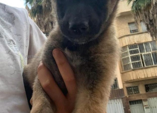 pure malinois 1,5 mois