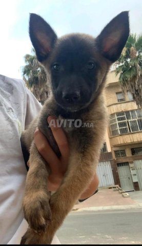 مالينو نقي 1,5 شهر