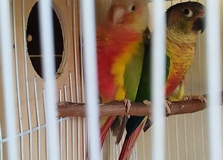 Couple de conures molinae