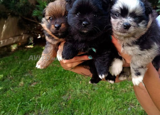 petite taille de bichon