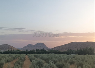 Propriété avec oliviers à vendre à Amghass