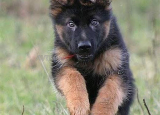 Berger allemand poils long