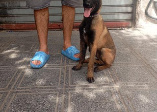 Malinois chiot