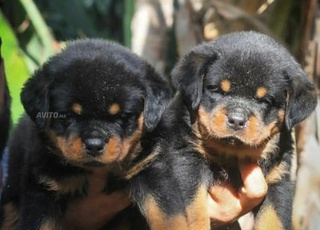 Rottweiler chiot