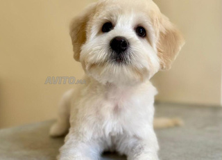 Bichon Havanais