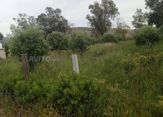 Aux environs de Tétouan, route de Tanger, commune de Souk Al Qadim, Sbab