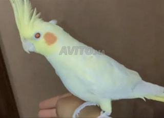 Calopsitte lutino dressé