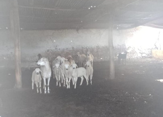 Les plaines de Douar El Mfalha