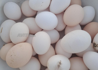 بيض مخصب لخليط السلالات