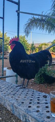 ديك أسترالوب عمر 5 أشهر – مُلقح وبصحة ممتازة