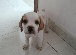 Chasse chien pointer setter braque