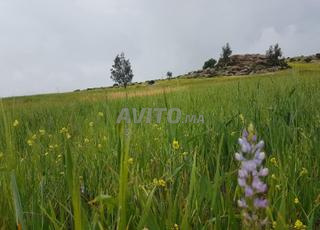 3 hectares maison étable