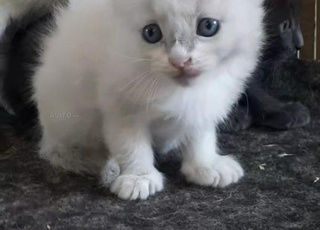 les chats siamois et oungoura et ragdoul