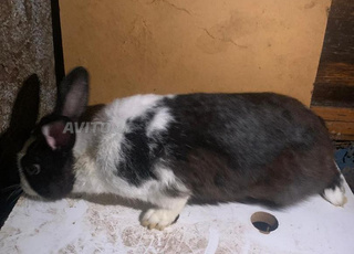 أرانب للبيع صغار وكبار