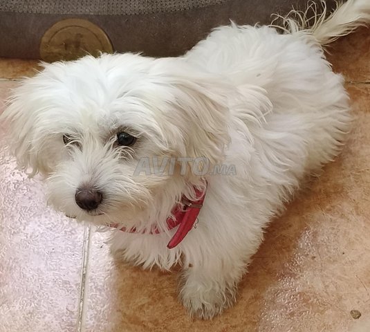 Caniche bichon pure race