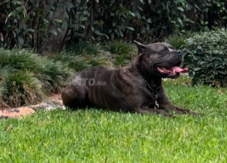 Cane corso