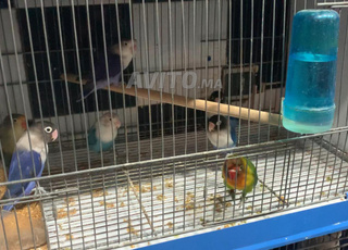 الطيور غير القابلة للفصل