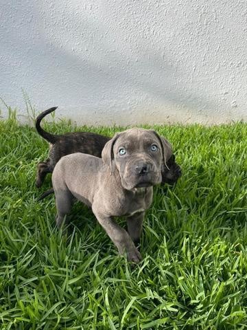 جرو كلب كاني كورسو ذكور وإناث