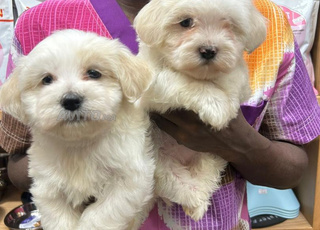 Adorables chiots Bichons Maltais pure race