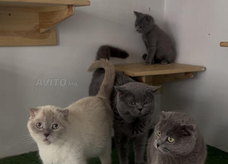 Femme Scottish Fold adulte