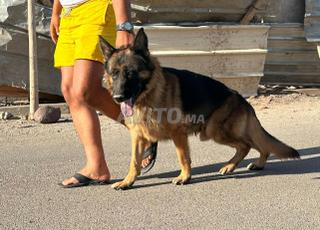 كلب الراعي الألماني