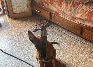 كلب مالينوا