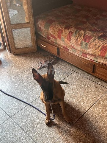 كلب مالينوا