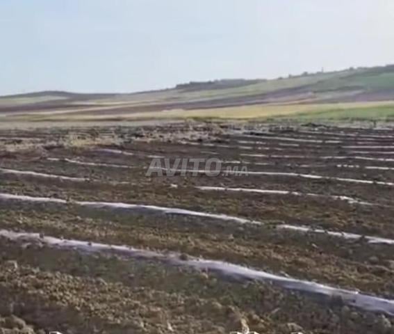 📢 Terrain 3 Ha Agricoles à Vendre – Asilah