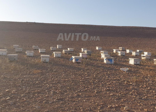 نحل للبيع في أولاد ازمام