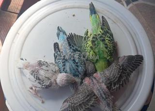 Enfants du perroquet pour l'entraînement