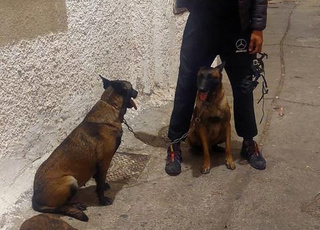 مالينوا كلاسيكي