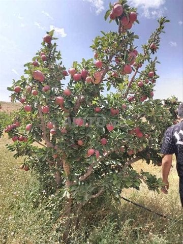 Récolte de pommiers à Midelt (Taldzart) 🍎