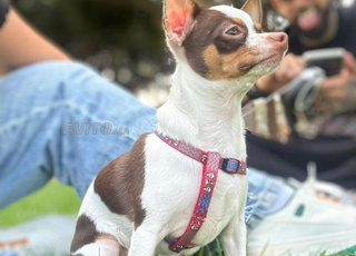 تشيوواوا إكزوتيك ذكر