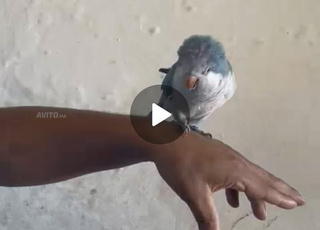 perroquet quaker bleu