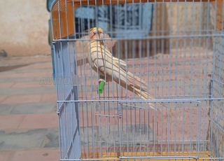 Calopsittes dans sa cage