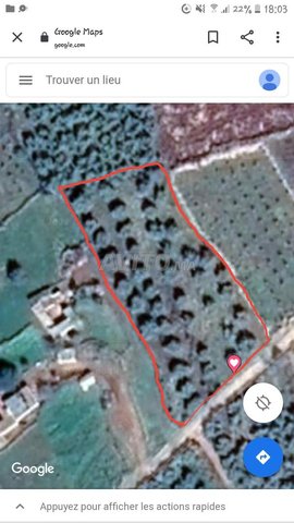 Terrain à vendre, avec plus de 43 oliviers