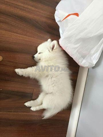 husky malamute - 2