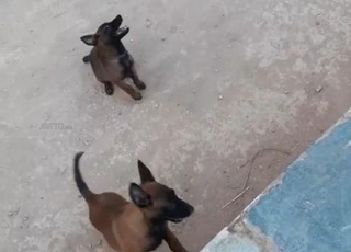 Malinois chiot