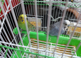 02 oiseaux avec cage